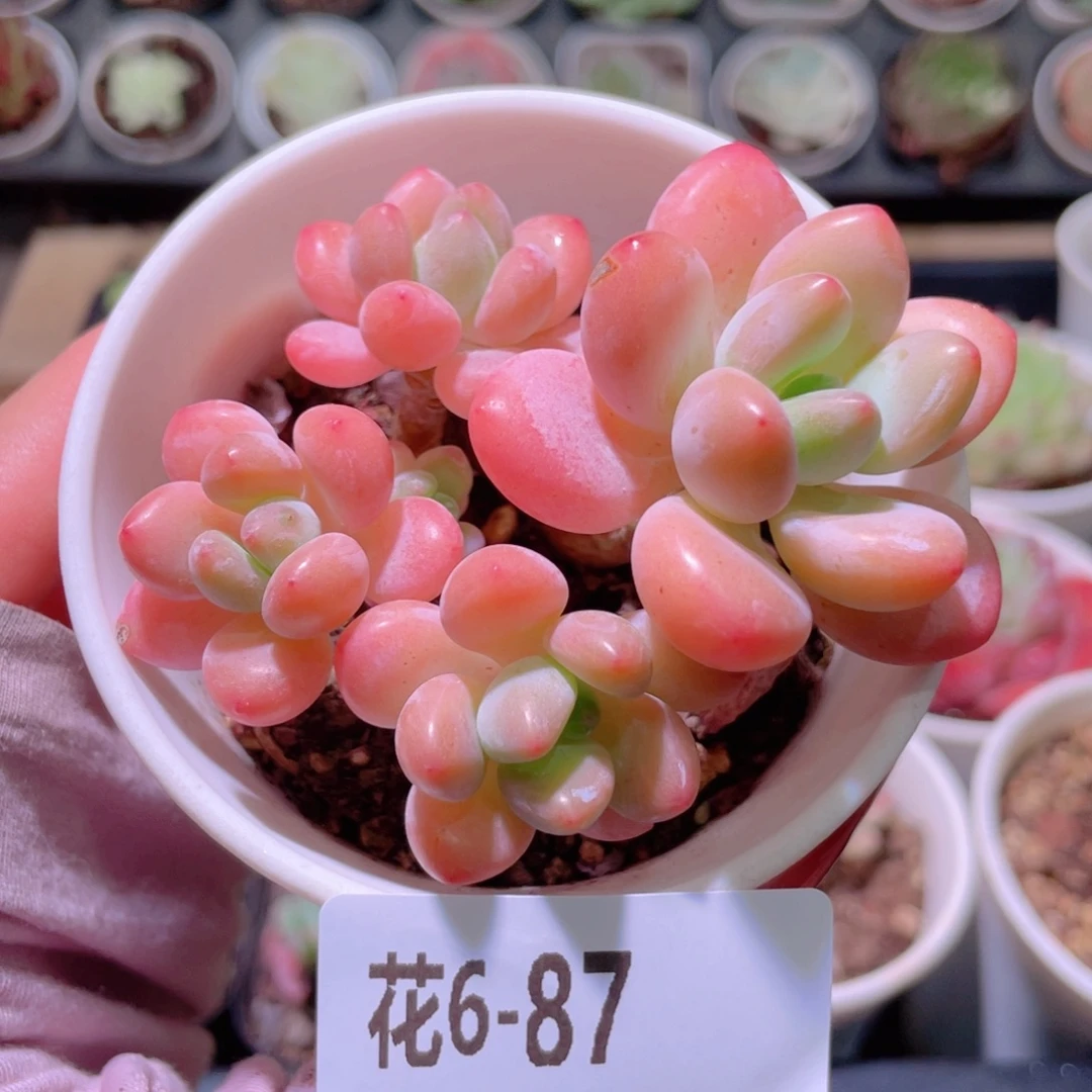 花利美6-87洛神群