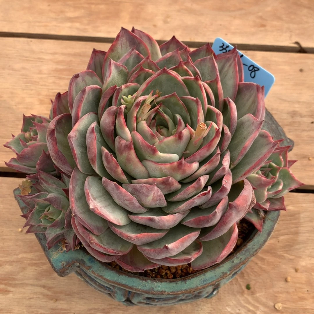 金**叔350116-08惊鸿带盆