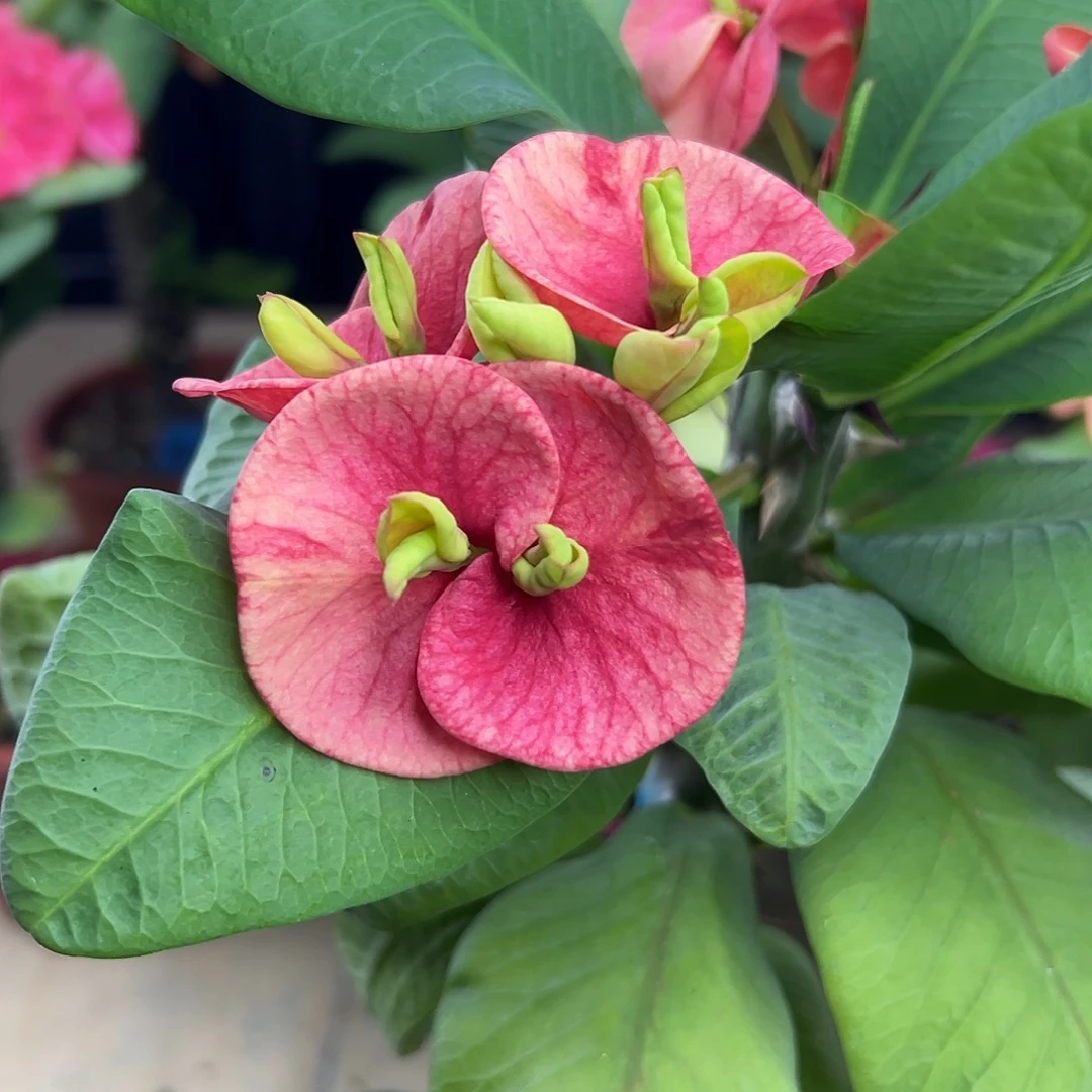 倚月泰国大花虎刺梅