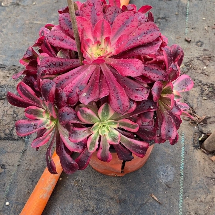 美杜莎30多肉植物法师法师