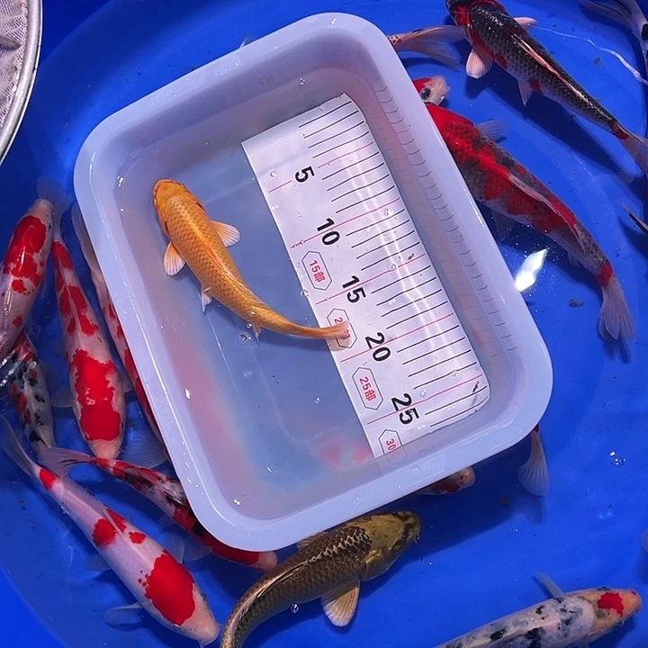 海水鱼锦鲤的尾巴和翅膀