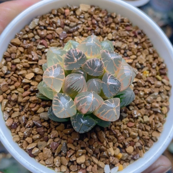 糊斑红太阳玉露锦十二卷