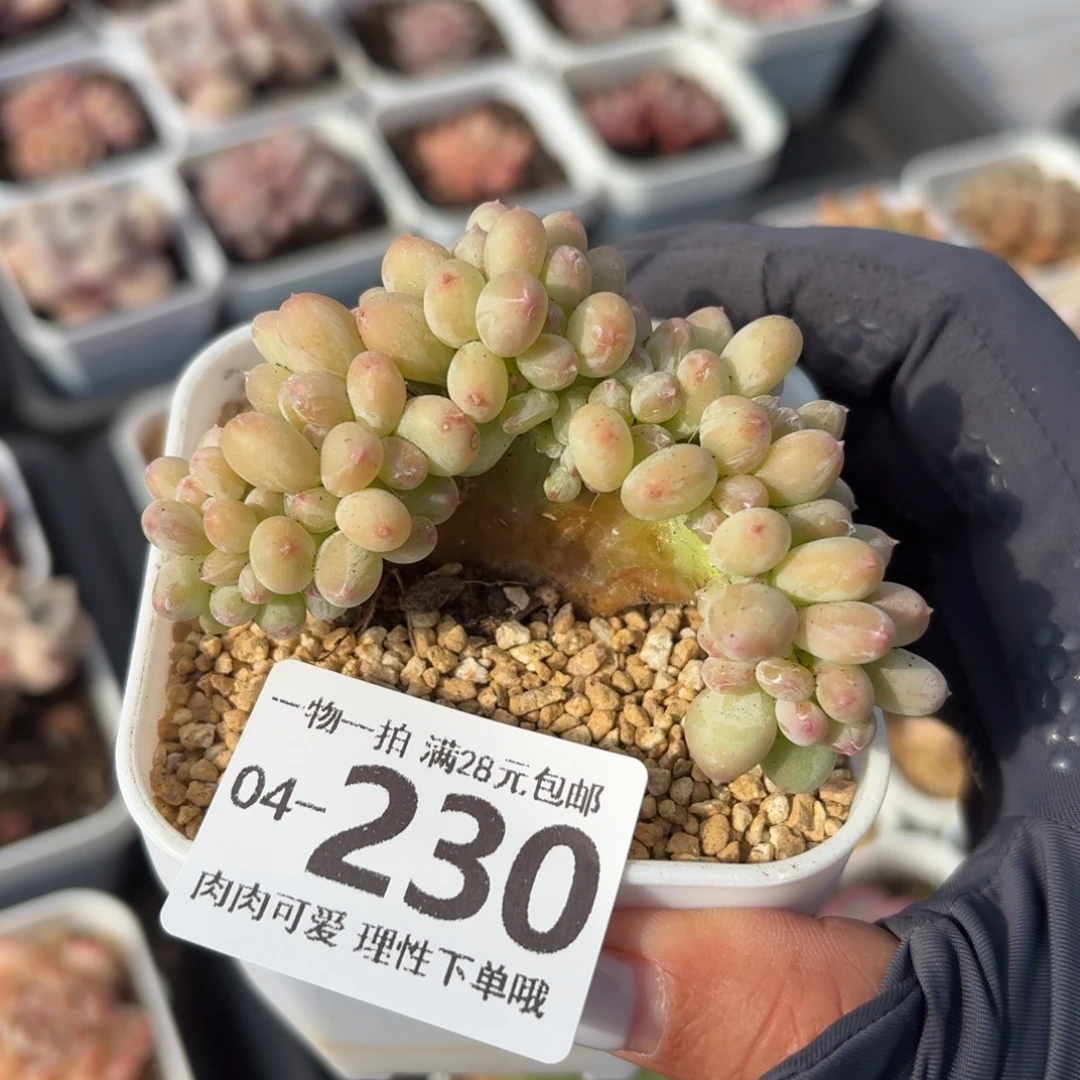 三日月美人缀无盆土发货