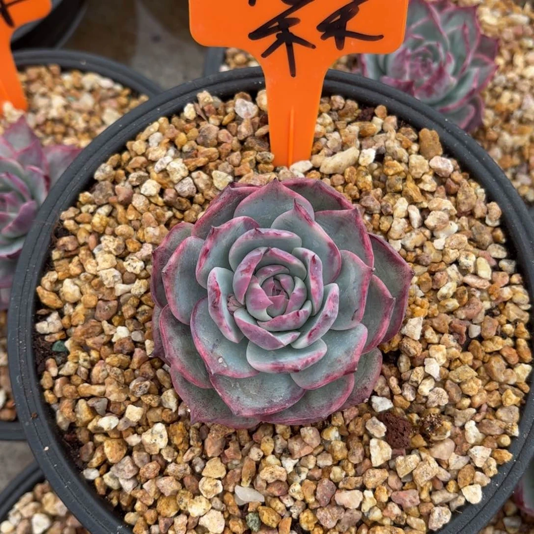 朵朵姐的惊鸿仙子好看