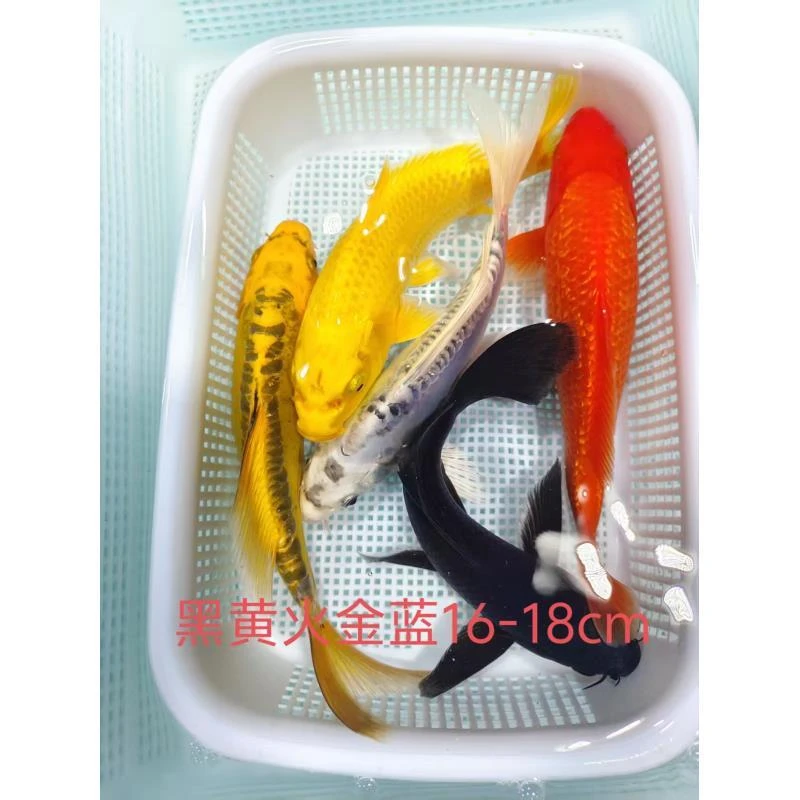 (14）一条黄金1黑金1闪鳞火鲤1蓝龙1金龙16-18公分精品锦鲤冷水鱼