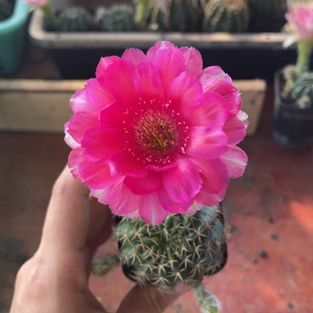 不*你玫瑰花型丽花带盆土