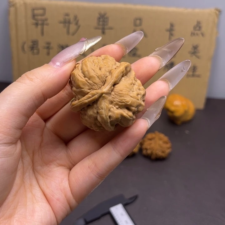 ****人菩提籽类蛤蟆头三棱单只异型有瑕