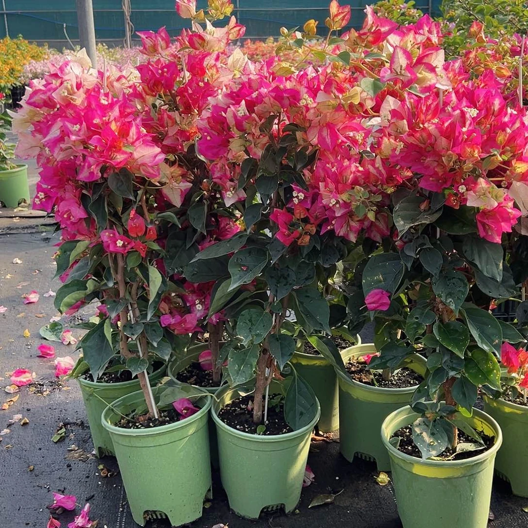 大部分花苞少量开放金娆带竹一颗