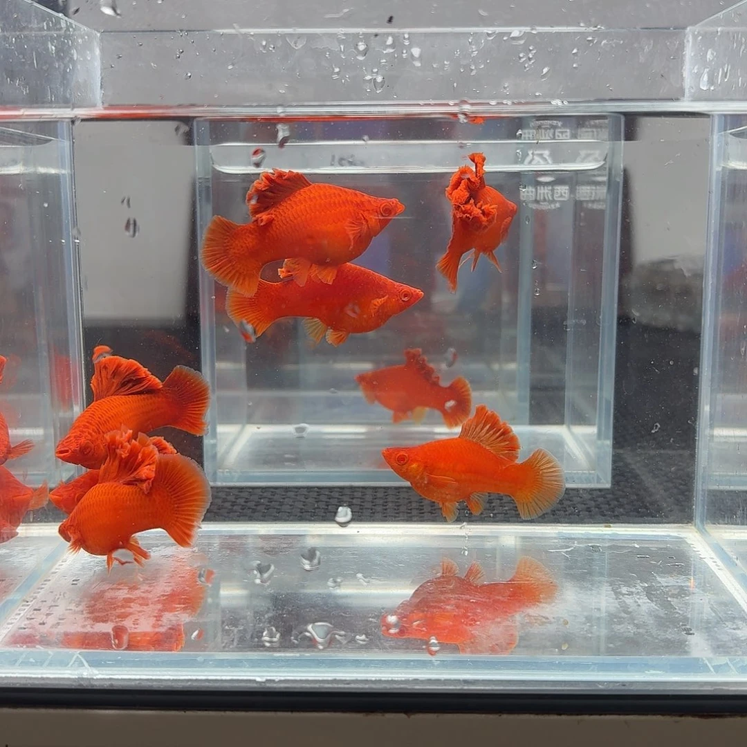 ＃*** 海水鱼半月尾红箭鱼7条