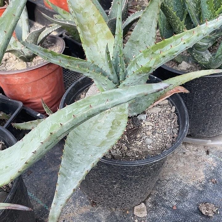 无花朵好望角芦荟