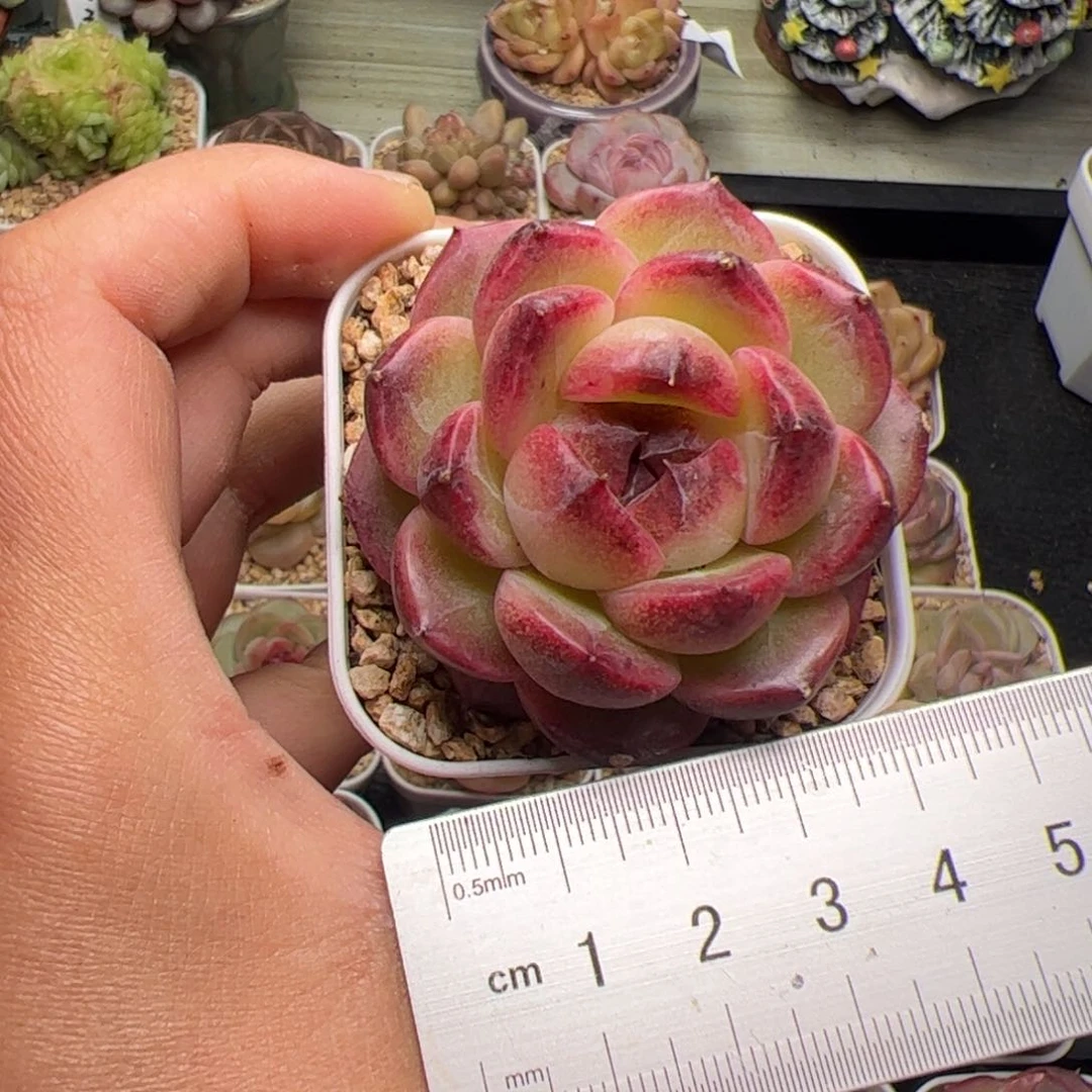 এ****723 多肉植物组合