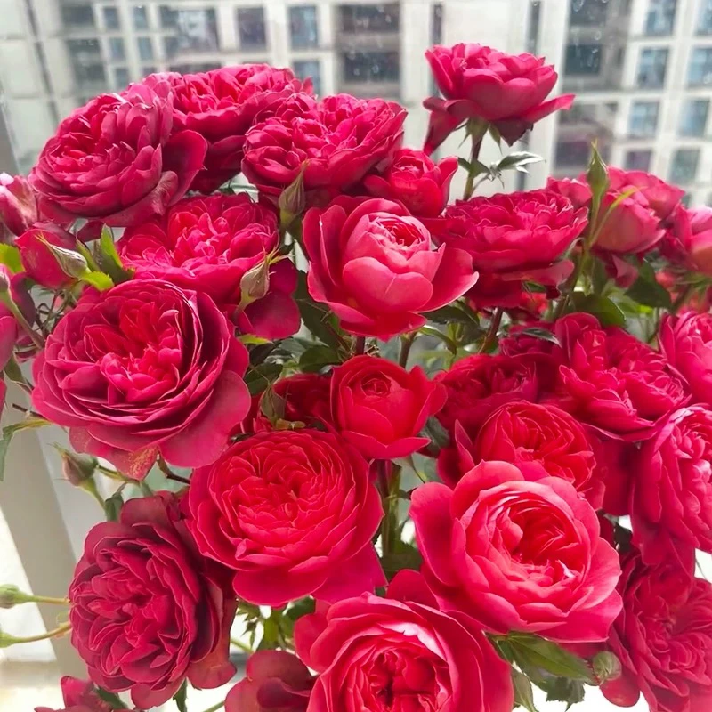 绝色果汁阳台月季花苗四季开花勤花耐开盆栽丰花多头花量大可地栽