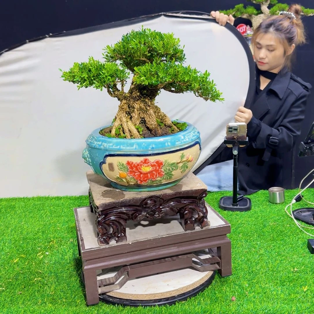 当前无花朵，栽培后可花朵