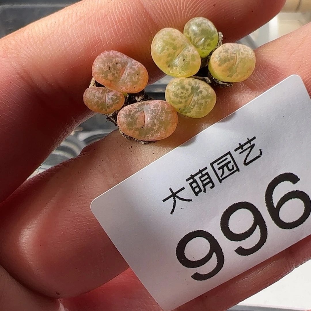 0000996 一物一拍……