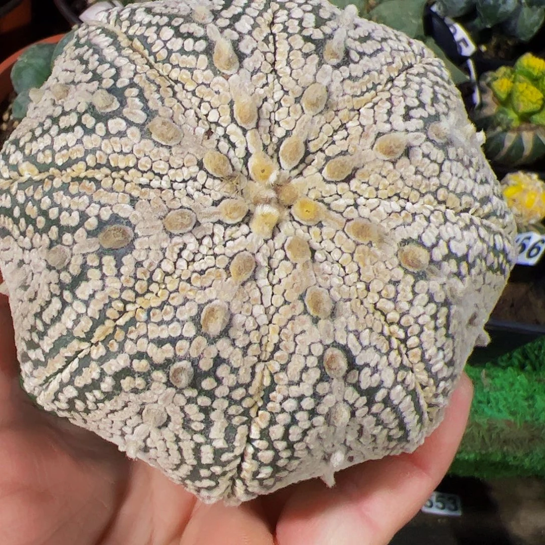 无花朵奇迹海星体兜568