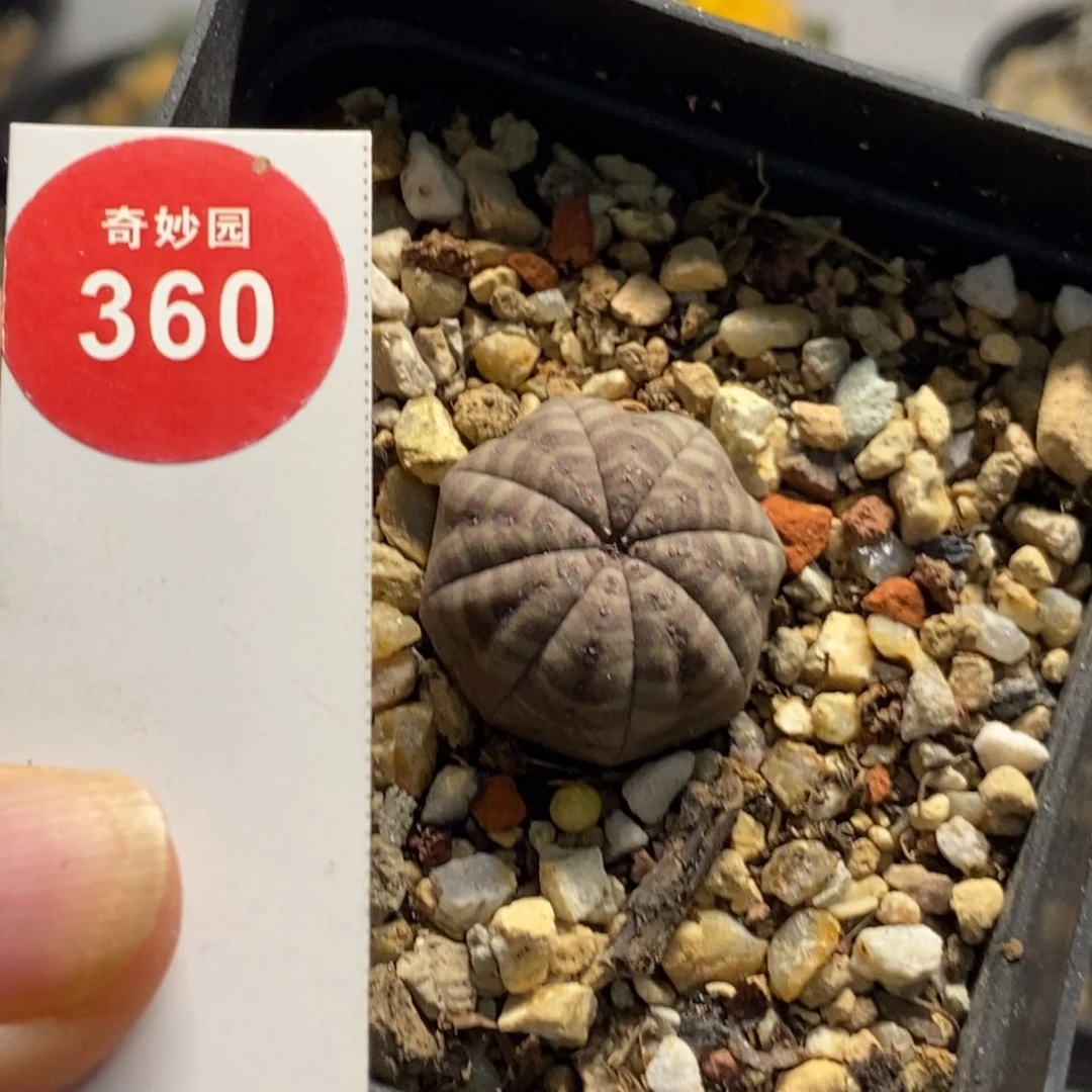 实生白肌神玉胭脂布纹球2.5cm