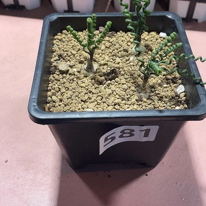581钢丝弹簧草一盆3颗