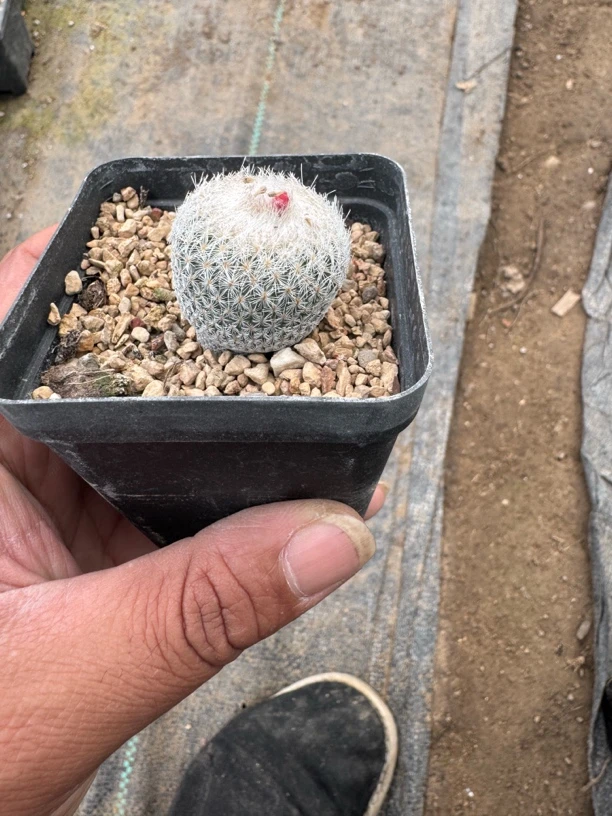 实生月世界多年控养三公分左右，带盆发货一颗包邮