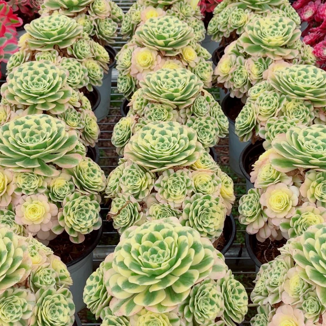 模特迈巴赫精控小老桩量拍多肉法师一个