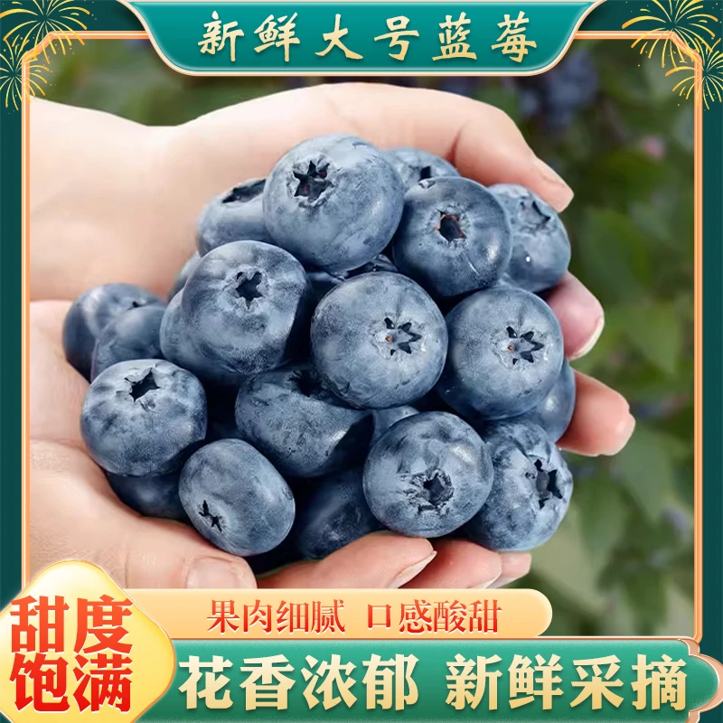 露天蓝莓15mm以上现摘