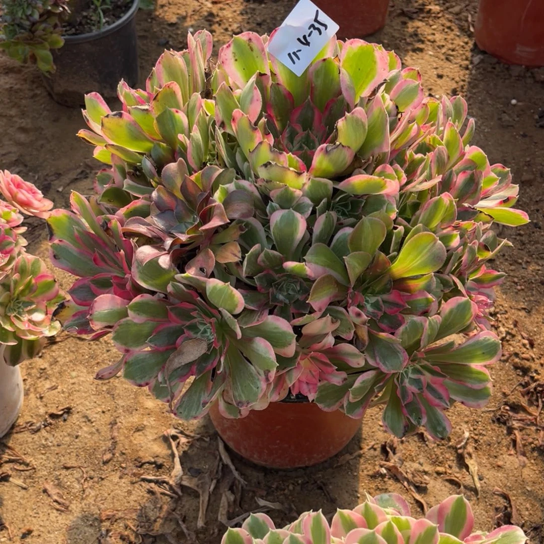 模***司11-4-35男神法师锦多肉