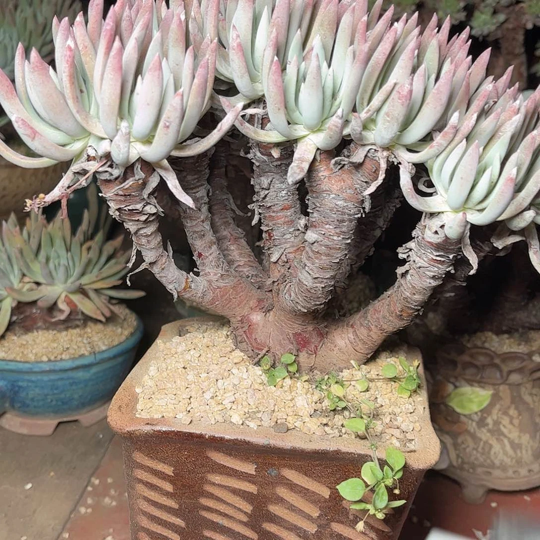 2552雪花仙女杯多肉