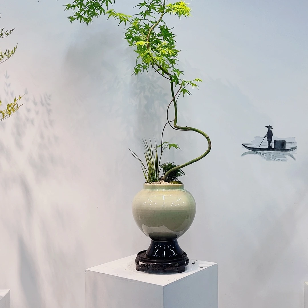 高端绿植一物一拍