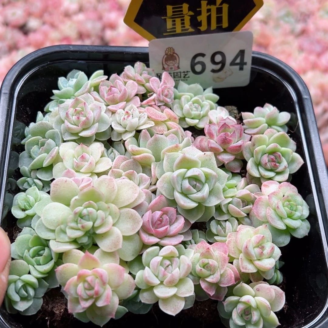 多肉植物多肉植物