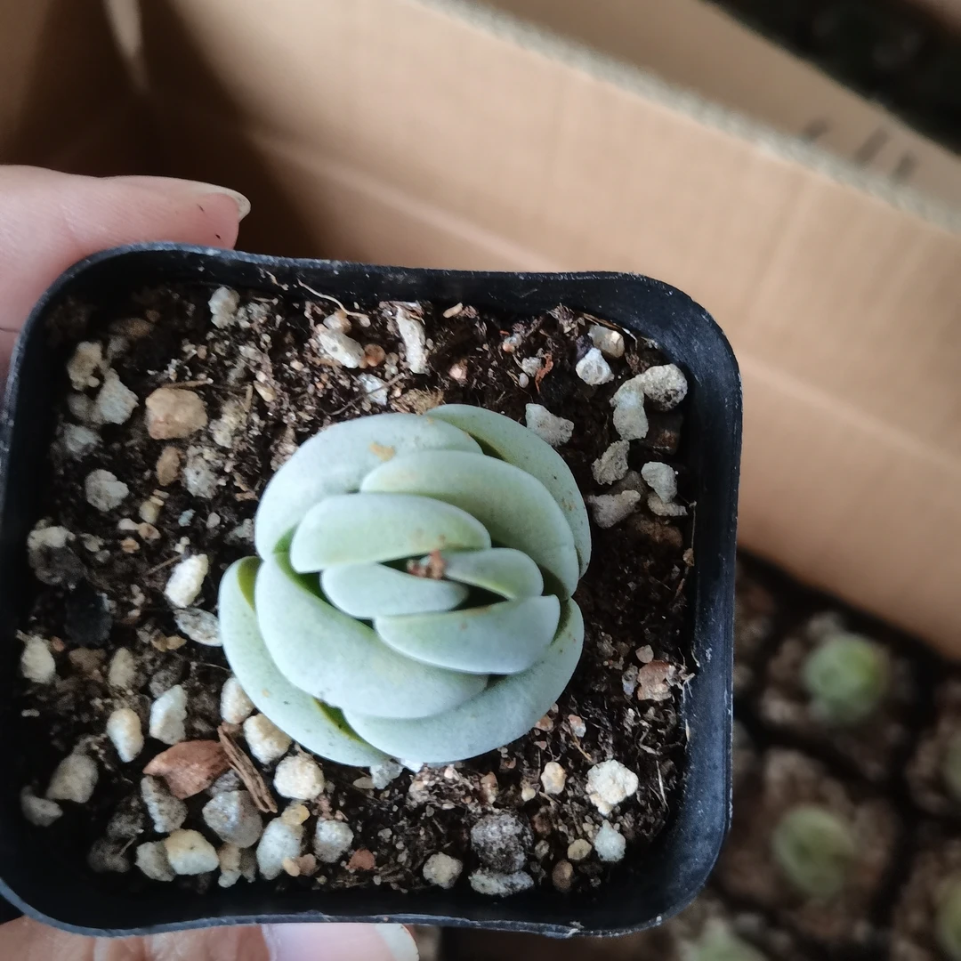托尼多肉植物一颗小多肉植物