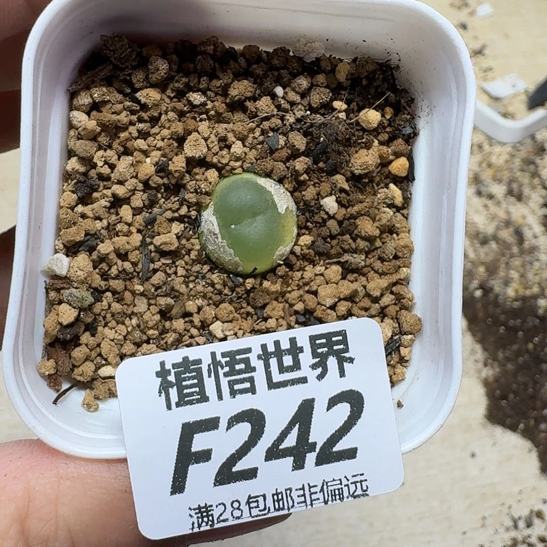 多肉植物的润泽gbn