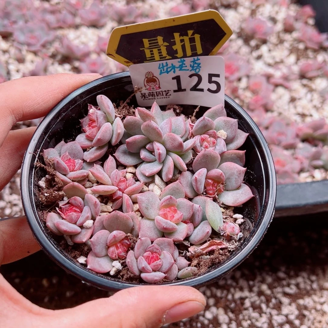 多肉植物多肉植物