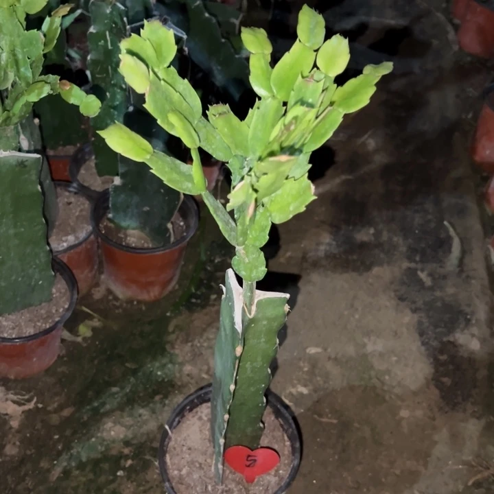 用***秋当前无花栽培后可以开花雅丝5