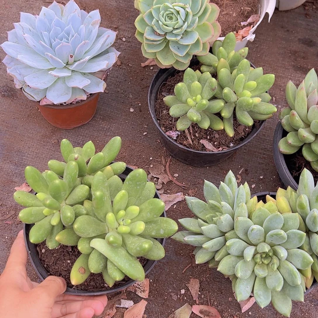 芒果奶三头起发多头群生精品