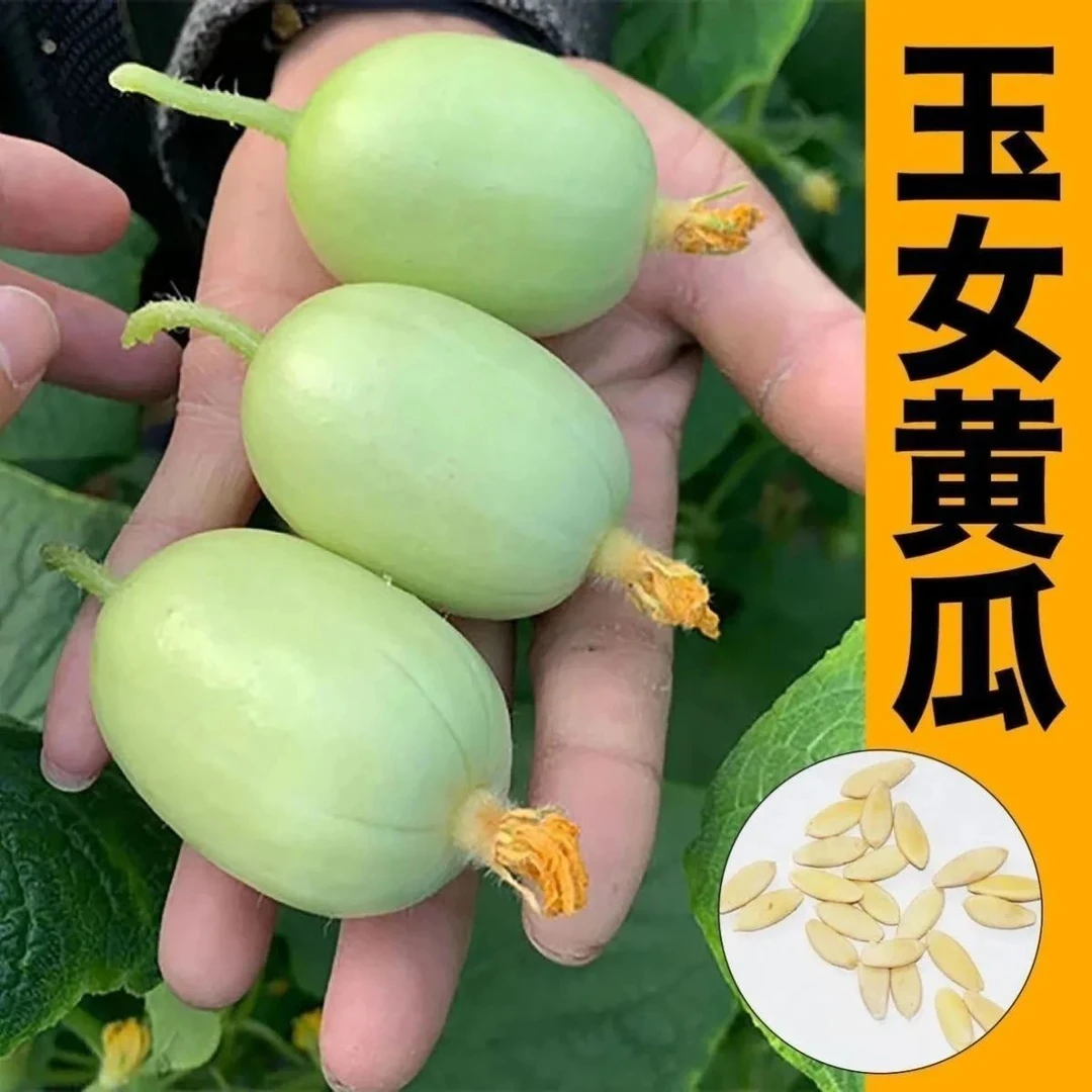 玉女黄瓜种子正品迷你小黄瓜籽生吃脆甜四季种植阳台蔬菜种子YL