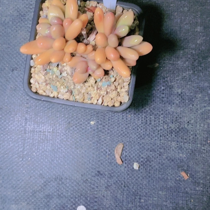 【闪购商品】执***年2740