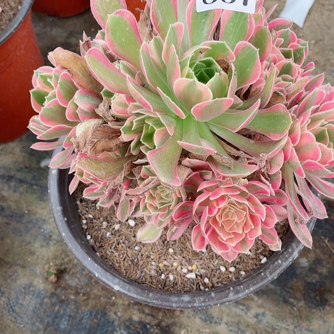无花朵多肉植物七887