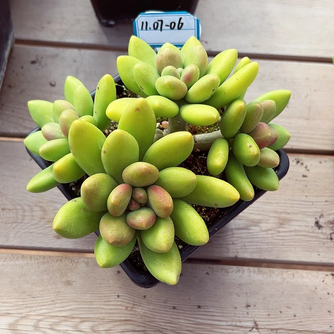 1107-06精控芒果奶