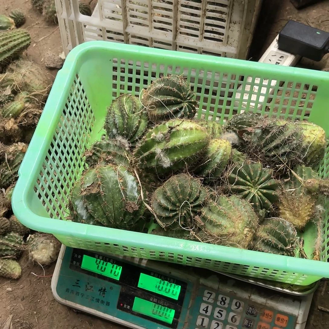 和*璧29 侧牙混品仙人球瑕痴无售后