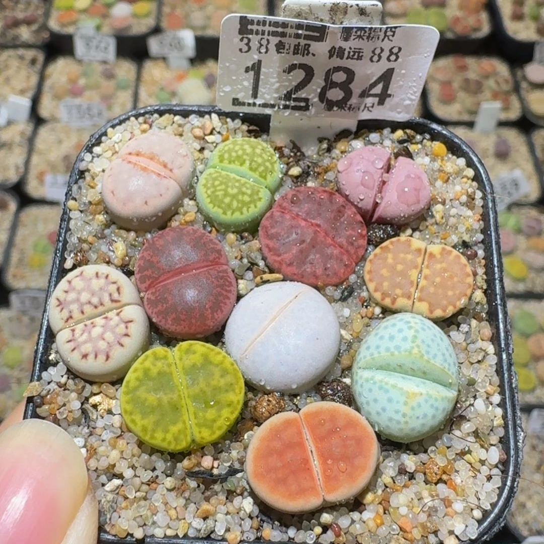 Sssss绝绝绝子生石花1284