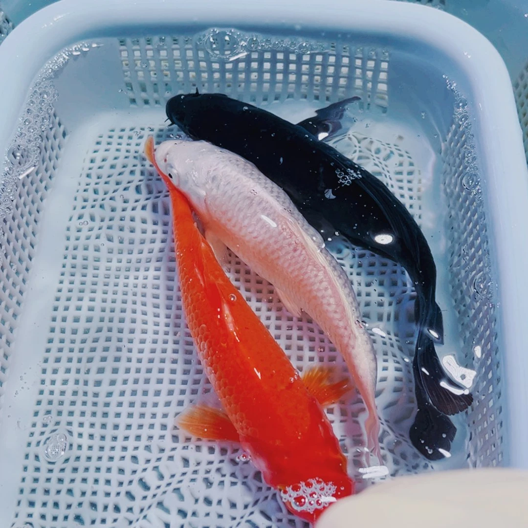 锦鲤11-15 1黑1红1白锦鲤观赏鱼冷水