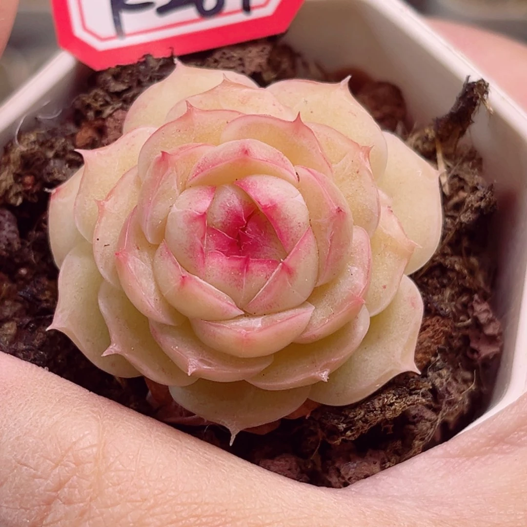 K284一物一拍 奶豆