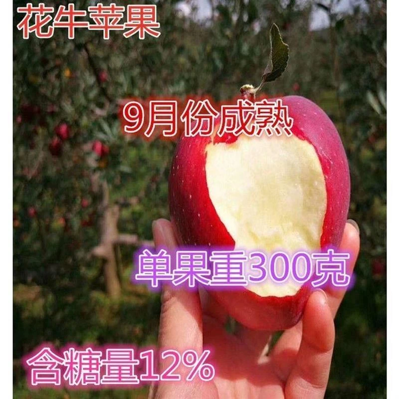 新品种苹果树苗花牛苹果树苗盆栽地栽耐寒嫁接苹果树苗当年结果