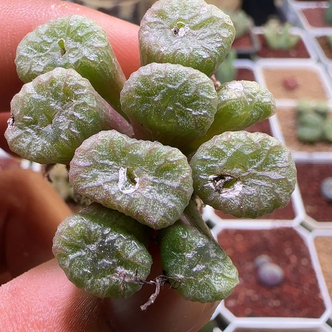 铜壶杂交。      461