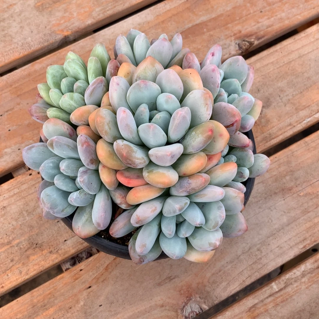 何***何香水是什么意思多肉植物