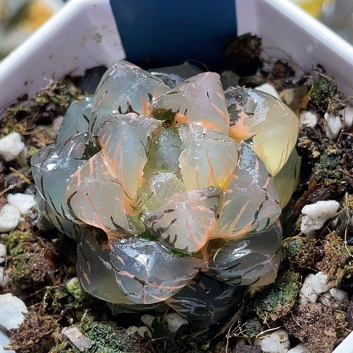 535皓月锦特选福利