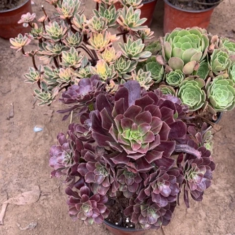 372多肉植物组合，