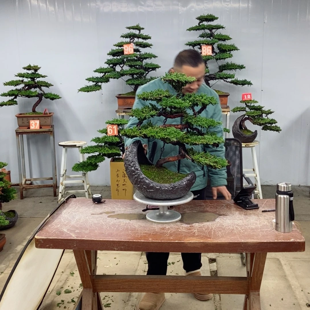 以实际为准珍珠柏盆景