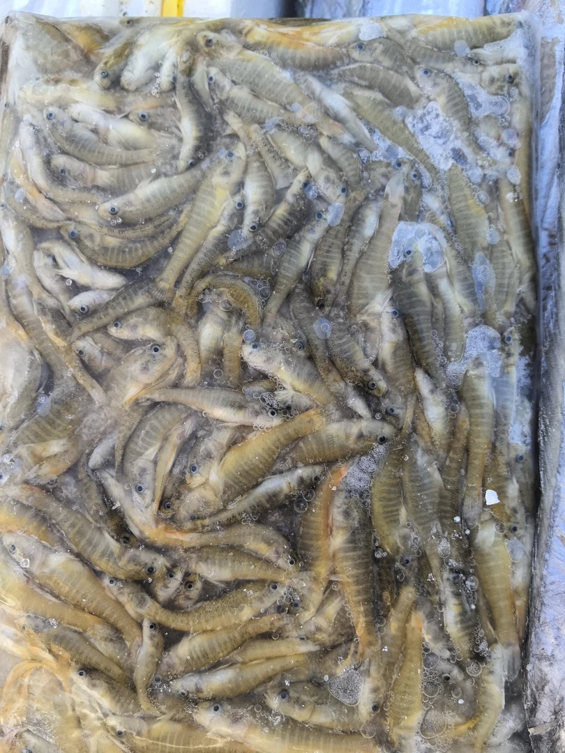 白洋淀活冻山根鱼1斤/袋炸鱼