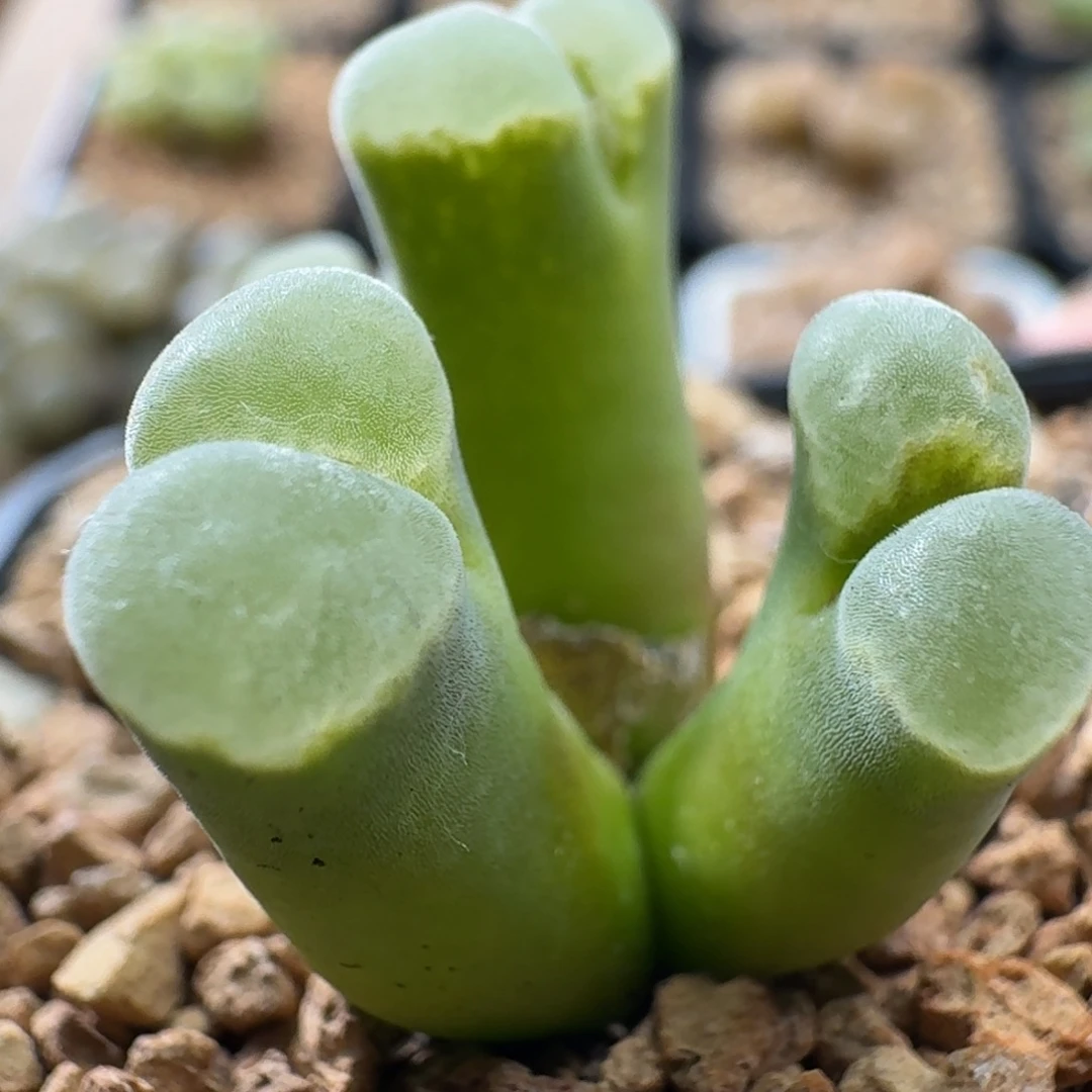 3249风铃玉肉锥植物