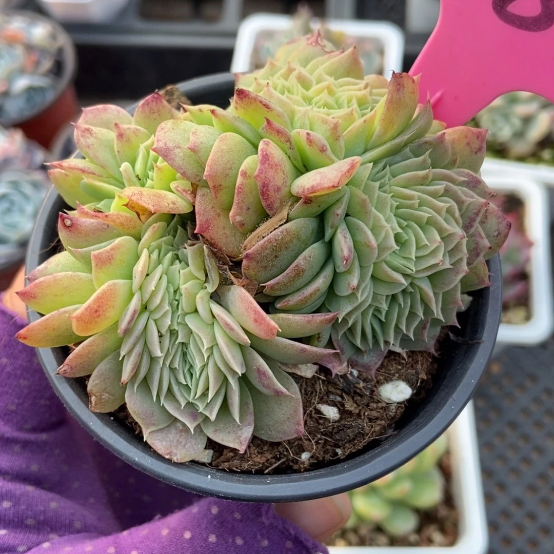 18翡翠塔缀多肉植物